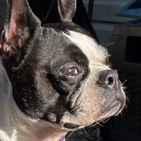 Belle