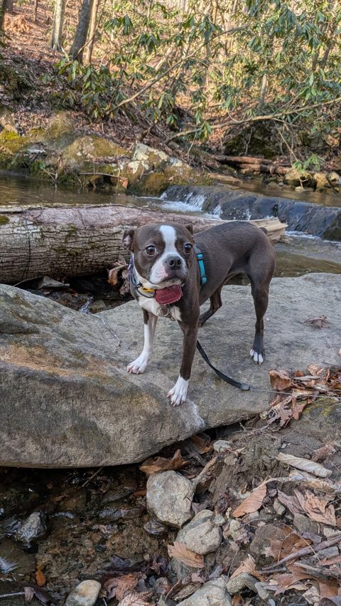 Gracie