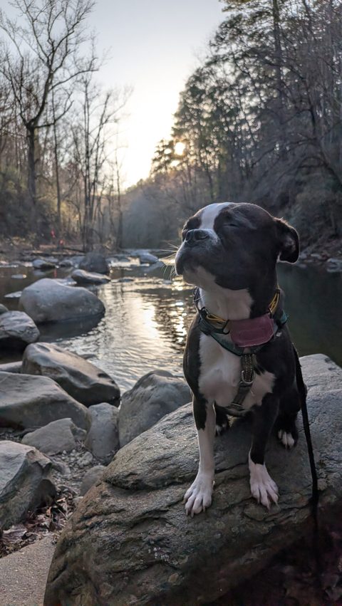 Gracie