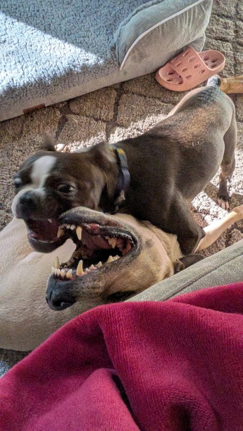Gracie