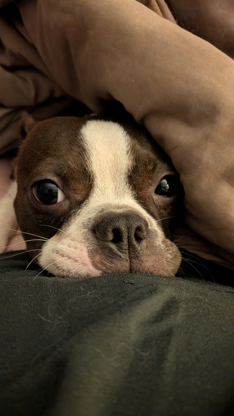 Gracie