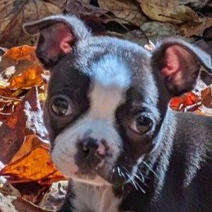 Gracie